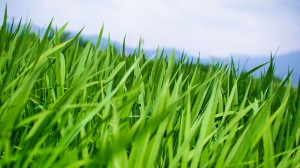 grassy